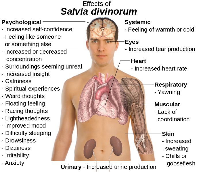 effects-vaporization-salvia-divinorum